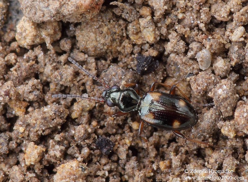 střevlíček, Bembidion quadrimaculatum quadrimaculatum (Brouci, Coleoptera)